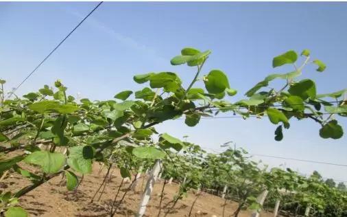 猕猴桃修剪技术视频,视频教程深度解析